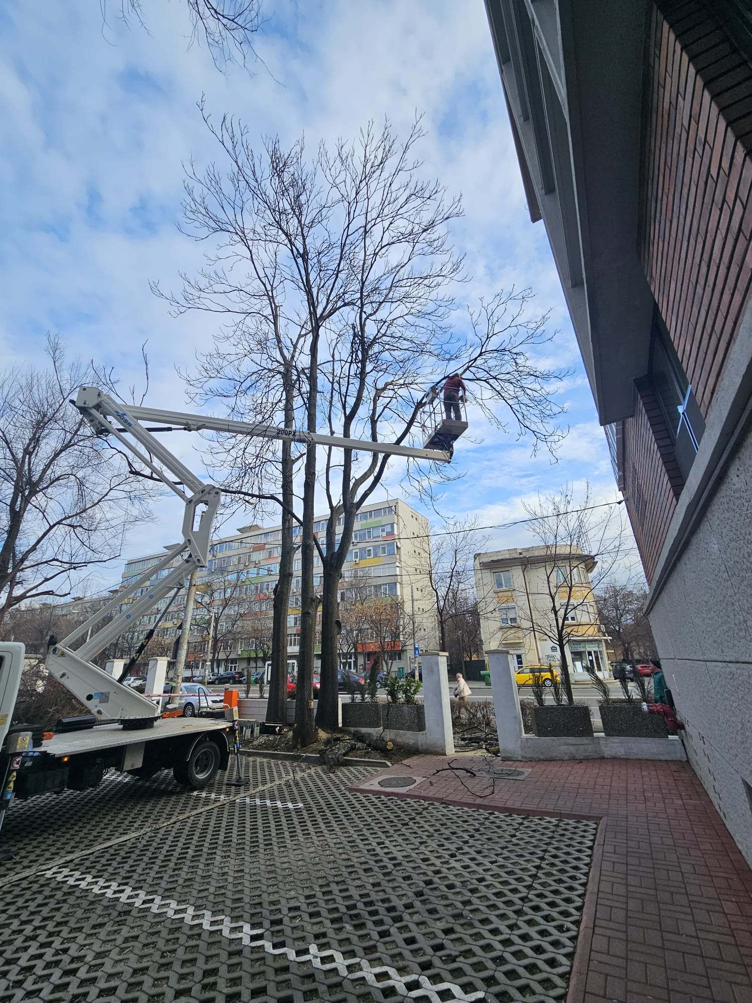 Tăierea arborilor la înălțimi mari 1 WhatsApp Image 2024 03 06 at 5.54.53 PM